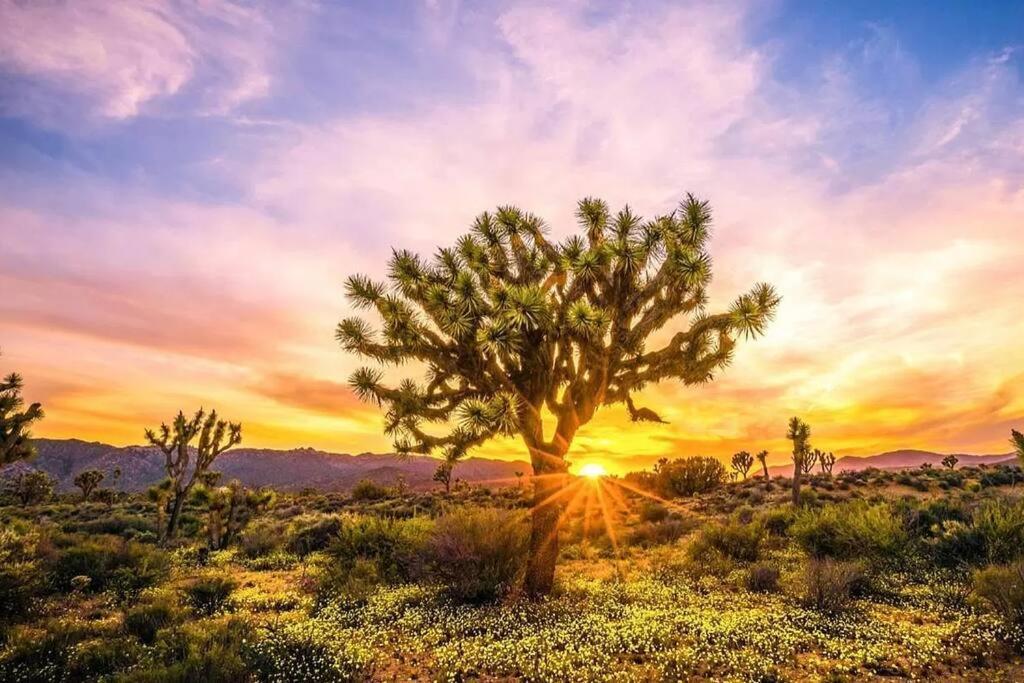 The Desert Nomad Retreat In Joshua Tree Village Екстер'єр фото